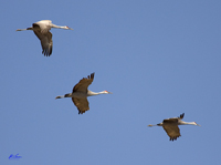 Sandhill Cranes 1423